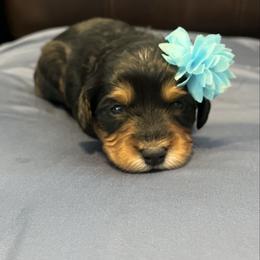 Teal - Tri-color female Bernedoodle puppy in Casper, Wyoming from 307 Doodles