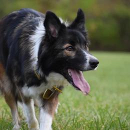 Border Collies and Miniature American Shepherds from SaturnMoon MAS & BC