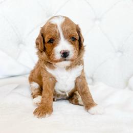 Salty - Red  male Goldendoodle puppy in Sterling, Illinois from Charley's Goldendoodles