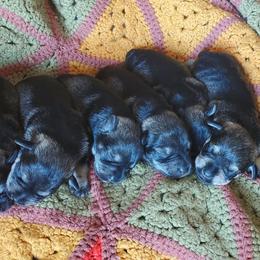Miniature Schnauzer puppies from Crooked Tree Ranch