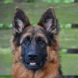 Gypsy - German Shepherd