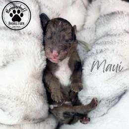 Maui - Merle male Goldendoodle puppy in Anderson, South Carolina from Brinkerhoff Doodle Farm
