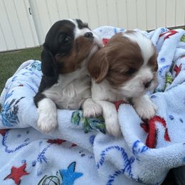 Cavalier King Charles Spaniel Puppies from Taylor tails farm