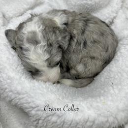 Cream collar - Merle female Sheepadoodle puppy in Thornville, Ohio from Four Front Doodles & Friends