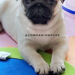 Pug Puppies from Companion Pups