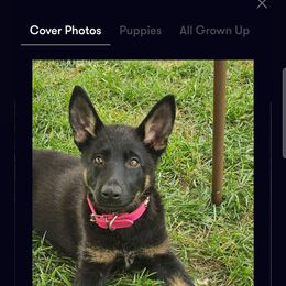 German Shepherd Puppies from Von Thomson Haus