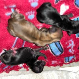 Valentino - Fawn male Chihuahua puppy in Tecumseh, Oklahoma from Callie’s Happy Chihuahuas, Callie’s Happy Treasures LLC