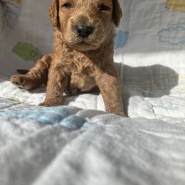 Goldendoodle Puppies from Cassie Farms