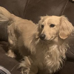 Max - Dachshund