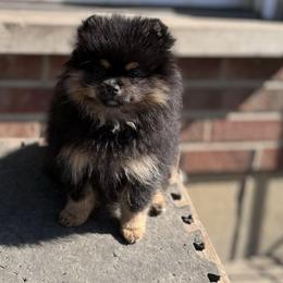 Pomeranian Puppies from BackRoad Pomeranians