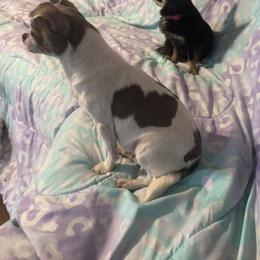 Nova - Chocolate and white female Chihuahua puppy in Breese, Illinois from Casey's Chihuahuas