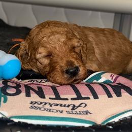 Orange - Red  male Poodle puppy in Keedysville, Maryland from Sunshine Red Standard Poodles