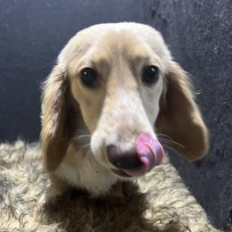 Twinkie - Dachshund