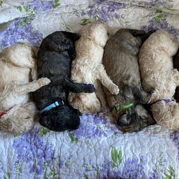 Poodle Puppies from Forest City Standard Poodles