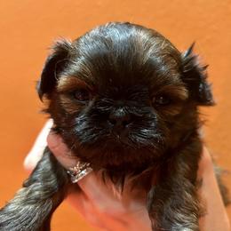 Pixie Dust - Red female Shih Tzu puppy in Nekoosa, Wisconsin from Brox Acres House of Fur LLC