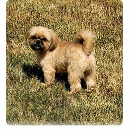 Foxy Lady - Shih Tzu