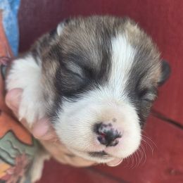 Male - Sable male Pembroke Welsh Corgi puppy in Mouth Of Wilson, Virginia from Holly Ridge Aussies, Aussiedoodles & Corgis