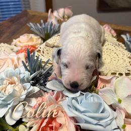 Colin - White and black male Dalmatian puppy in Mount Vernon, Missouri from Spots & Spirals