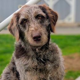 Golden Retrievers, Labradoodles, and Labrador Retrievers from Robertson's Retrievers & Doodles