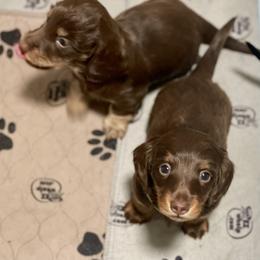 Oakley - Chocolate and tan male Dachshund puppy in Chehalis, Washington from Devoted Doxies - DLL