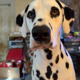 Boy 1 - White and black male Dalmatian puppy in Richmond, Virginia from Darrfield