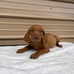 German Shorthaired Pointer and Vizsla Puppies from Pilgrims Trails Shorthairs