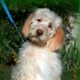 Assorted Doodle Crosses and Poodle Puppies from Denim and Diamond Doodles