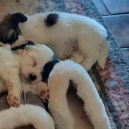 Lhasa Apso Puppies from Cynthia's Lhasa Apsos