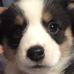 Girl 1 - Black and tan Pembroke Welsh Corgi puppy in Waynesboro, Virginia from River Ridge Corgis