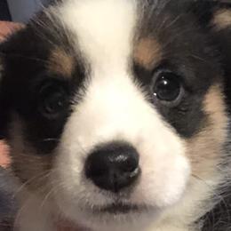 Girl 1 - Black and tan Pembroke Welsh Corgi puppy in Waynesboro, Virginia from River Ridge Corgis