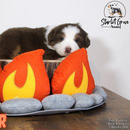 Australian Shepherd Puppies from Starlit Grove Australian Shepherds