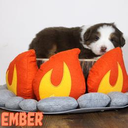 Australian Shepherd Puppies from Starlit Grove Australian Shepherds
