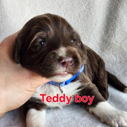 Teddy - Brown and white male Portuguese Water Dog puppy in Narvon, Pennsylvania from Prized Family Porties