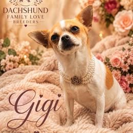 Gigi - Chihuahua