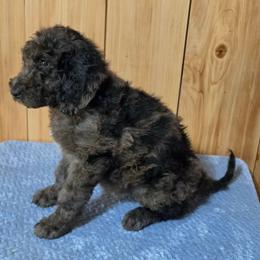 Zachary - Merle male Irish Doodle puppy in Bonifay, Florida from Heavenly Poodles