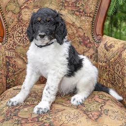 Bear - Parti male Goldendoodle puppy in Idaho Falls, Idaho from High Quality Goldendoodles