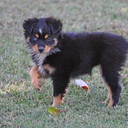 Miniature Australian Shepherd Puppies from Coleman’s Country Aussies
