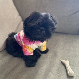 Shih Tzu Puppies from Socal Mother Of Shih Tzus