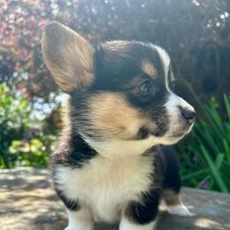 Pepper - Black and tan female Pembroke Welsh Corgi puppy in Birmingham, Alabama from Delaney’s Corgis