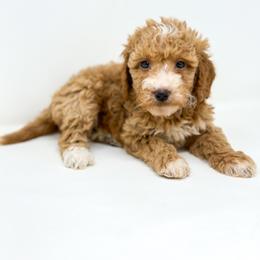 LIBERTY - Red  female Goldendoodle puppy in Davison, Michigan from Dreaming Doodles
