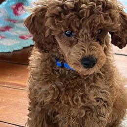 Charlie - Red  male Poodle puppy in Colerain, North Carolina from Lisa's Poodles