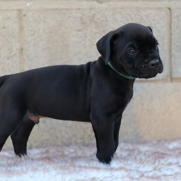 Dark green collar - Black male Cane Corso puppy in Caliente, California from Rafter Cross 7