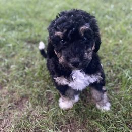 Tan Collar Girl - Tri-color Bernedoodle puppy in Phoenix, Arizona from Sunshine Pups