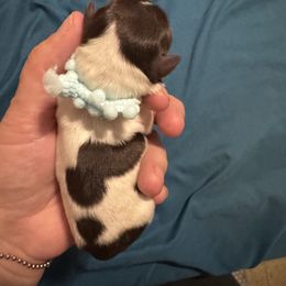 Blue Boy - Parti male Miniature Schnauzer puppy in Virginia from Schnauzers Castle
