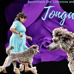 Tonga - Poodle