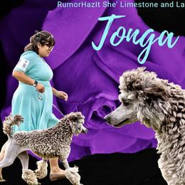 Tonga - Poodle