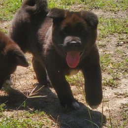 Akita Puppies from Folklore Akitas