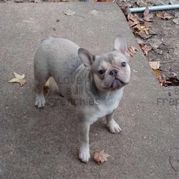 DaVinci - French Bulldog