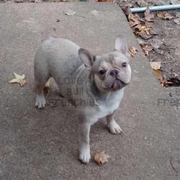 DaVinci - French Bulldog