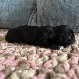 Chesney - Black female Shih Tzu puppy in Jones, Oklahoma from J&R Aussies/Shih Tzu